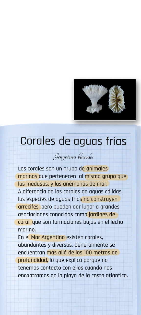 Carpeta Info Corales Mobile